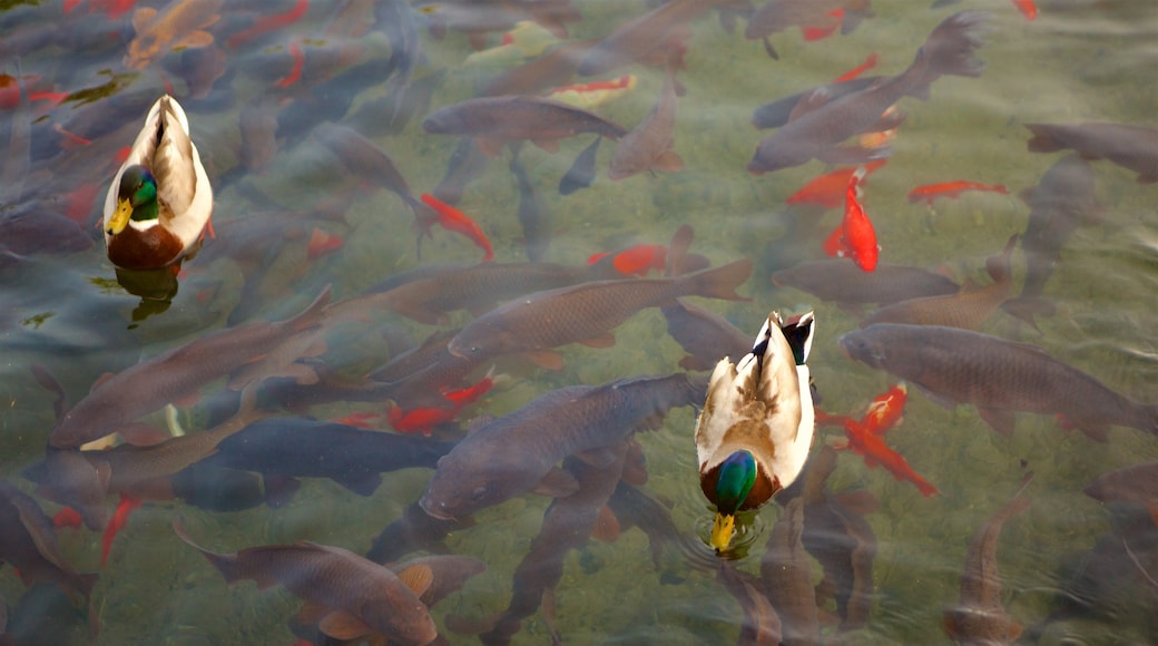 Huntsville showing a pond, bird life and marine life