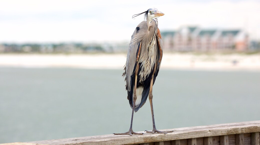 Gulf State Park mostrando aves