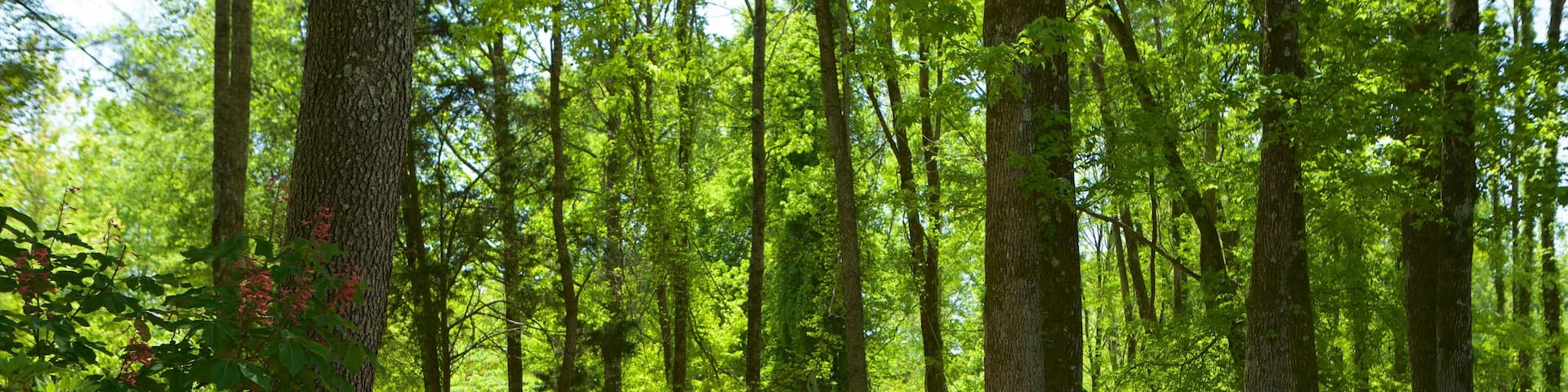 Huntsville Botanical Garden featuring forest scenes and a garden