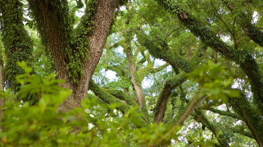 Bragg-Mitchell Mansion qui includes jardin