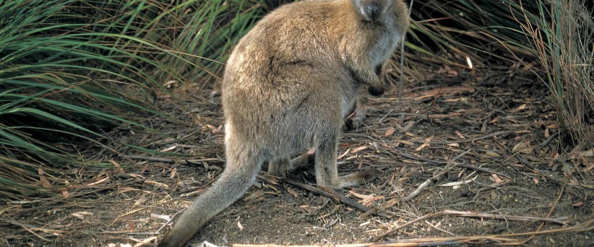 Flinders Island presenterar djur