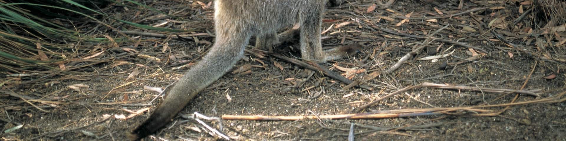 Flinders Island mit einem Tiere