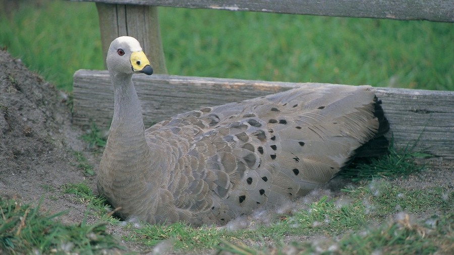 Flinders Island showing bird life