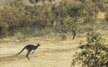 カンガルー バレー観光ガイド 定番人気スポットを参考に自分にピッタリの観光プランを立てよう エクスペディア