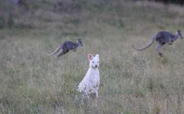 カンガルー バレー観光ガイド 定番人気スポットを参考に自分にピッタリの観光プランを立てよう エクスペディア
