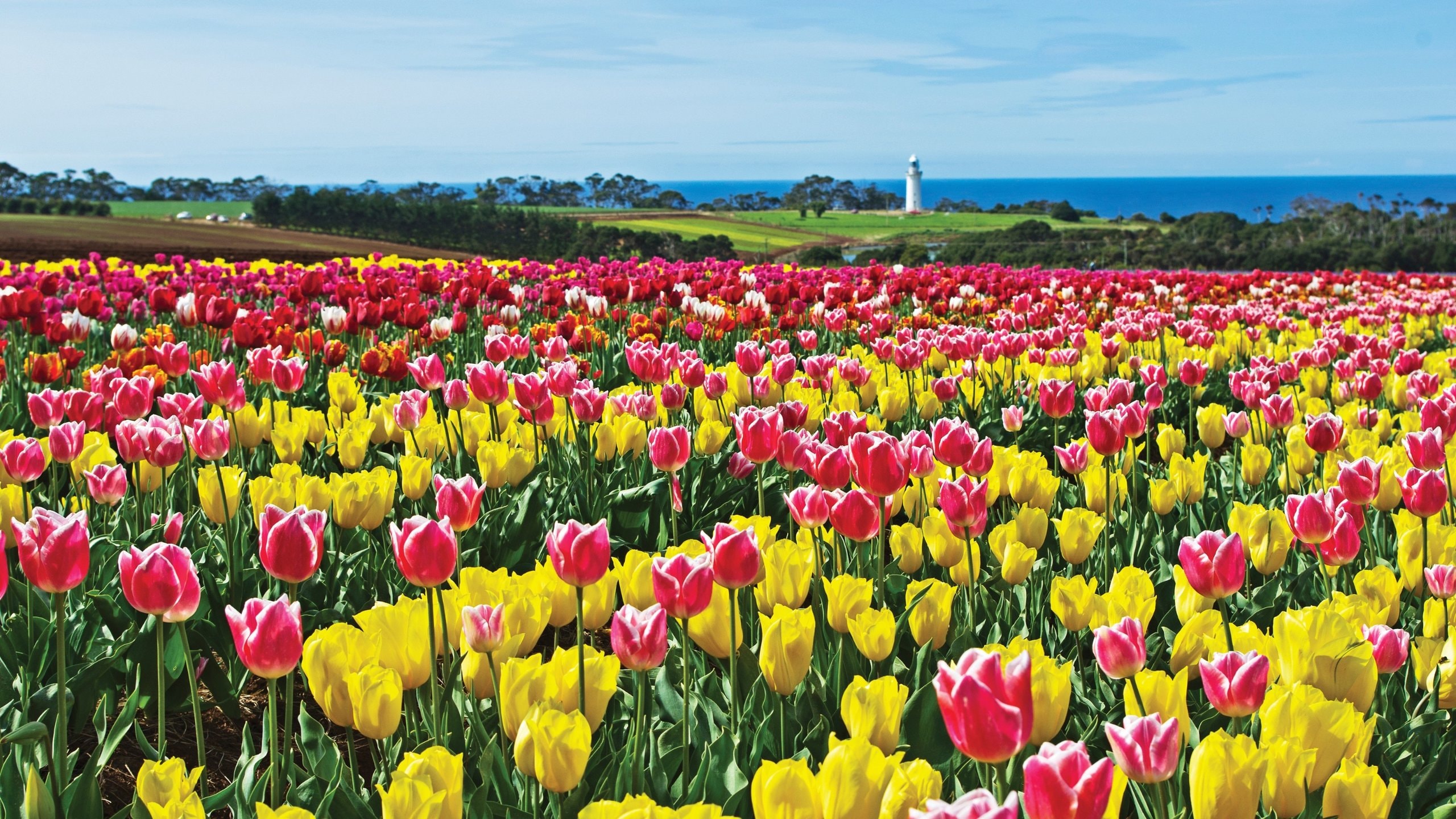 Wynyard featuring wildflowers and flowers
