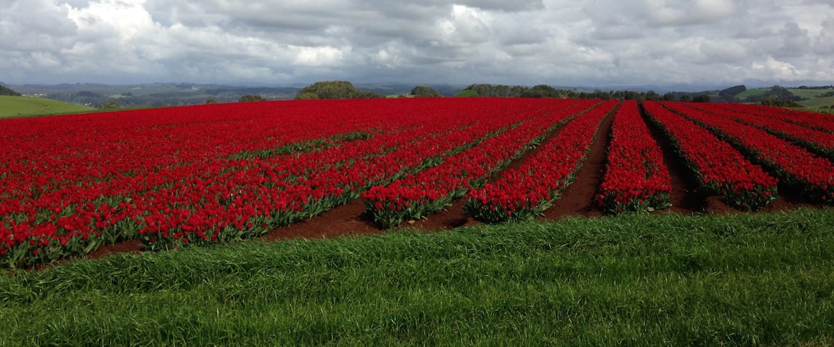 Wynyard which includes flowers, tranquil scenes and wildflowers