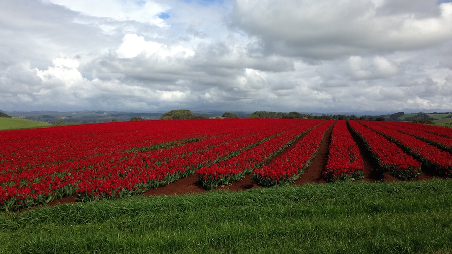 Wynyard inclusief vredige uitzichten, wilde bloemen en bloemen