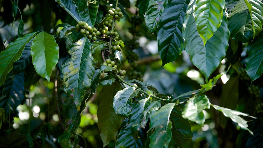 Coorg