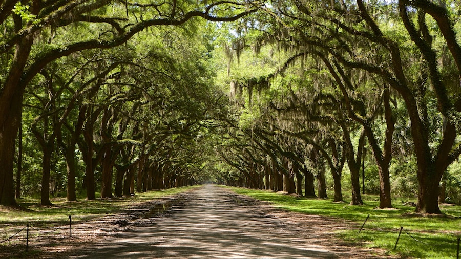 Tree-lined avenue at Wormsloe Historic Site in Savannah, Georgia, with towering live oaks draped in Spanish moss creating a natural canopy over the dirt road