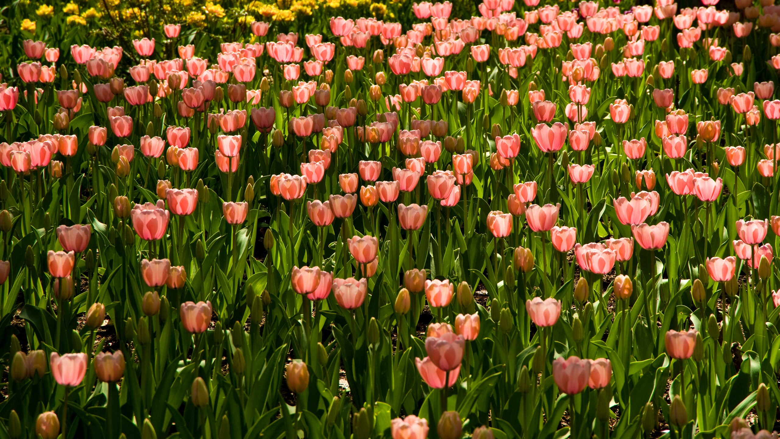 Hot Springs featuring flowers