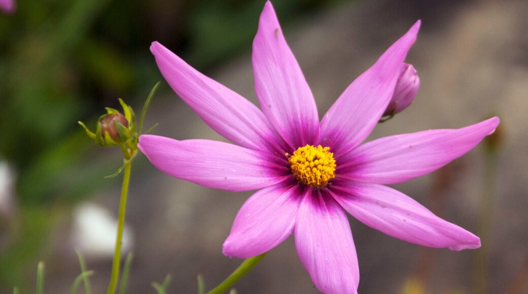 Photo provided by Arkansas Parks and Tourism