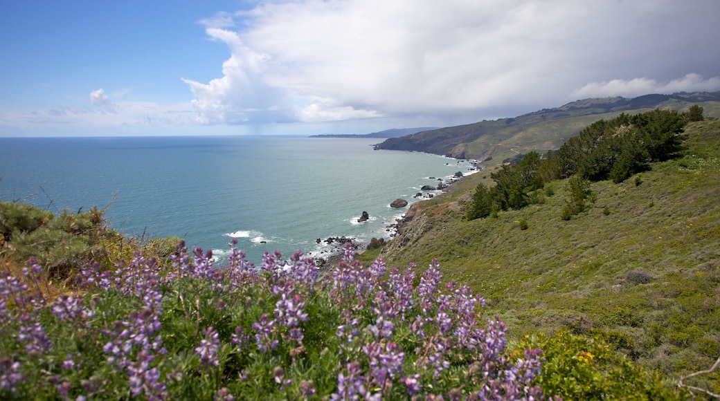 Contea di Marin mostrando fiori di campo, vista della costa e paesaggi rilassanti