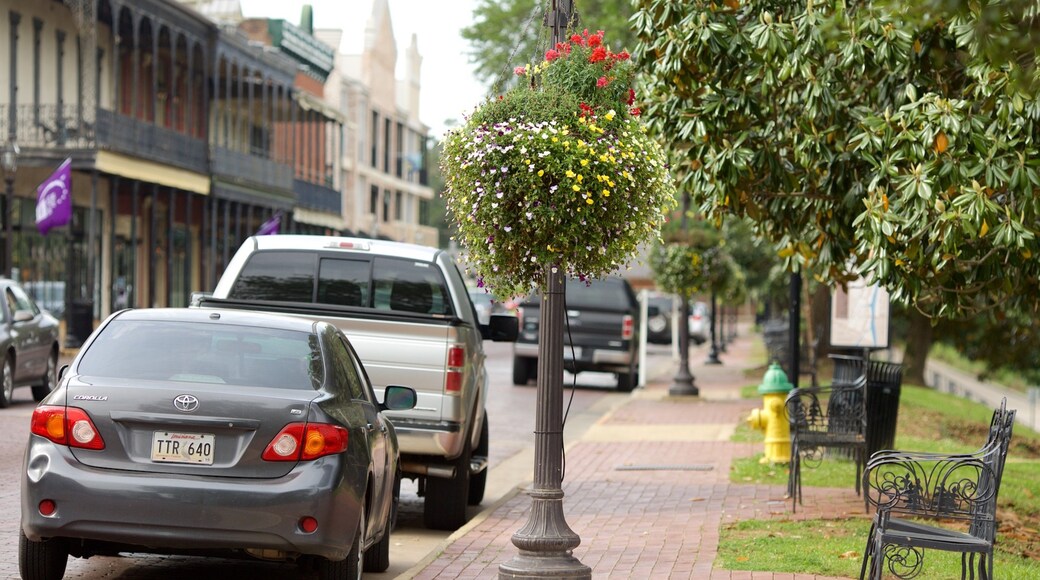 Natchitoches featuring a city