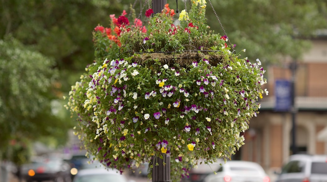 Natchitoches ofreciendo flores