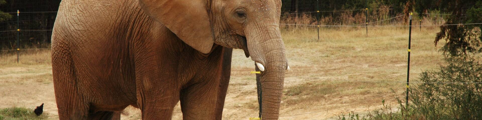 Greenbrier mettant en vedette animaux terrestres