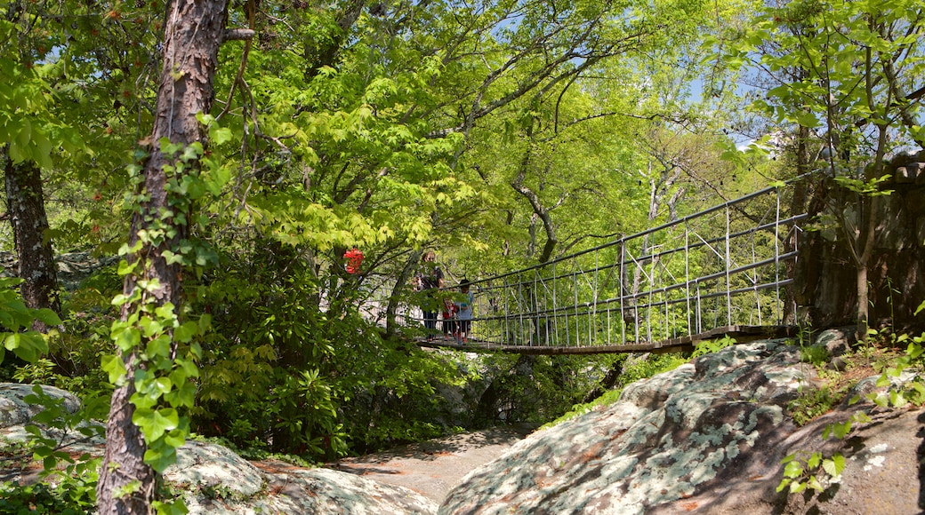 Lookout Mountain featuring forests and a bridge