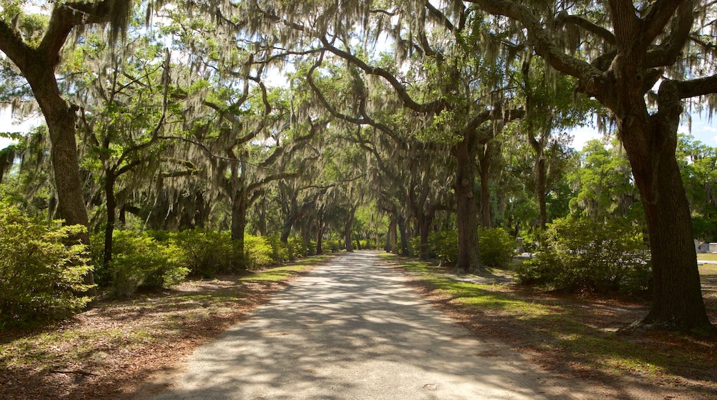 Bonaventure Cemetery