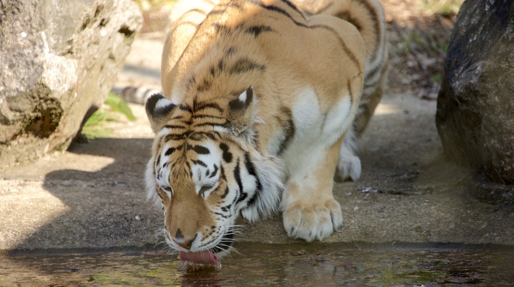 Marwell Wildlife แสดง สัตว์อันตราย และ สัตว์บก