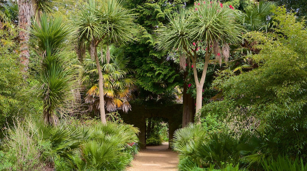 Abbotsbury Sub-Tropical Gardens showing a garden