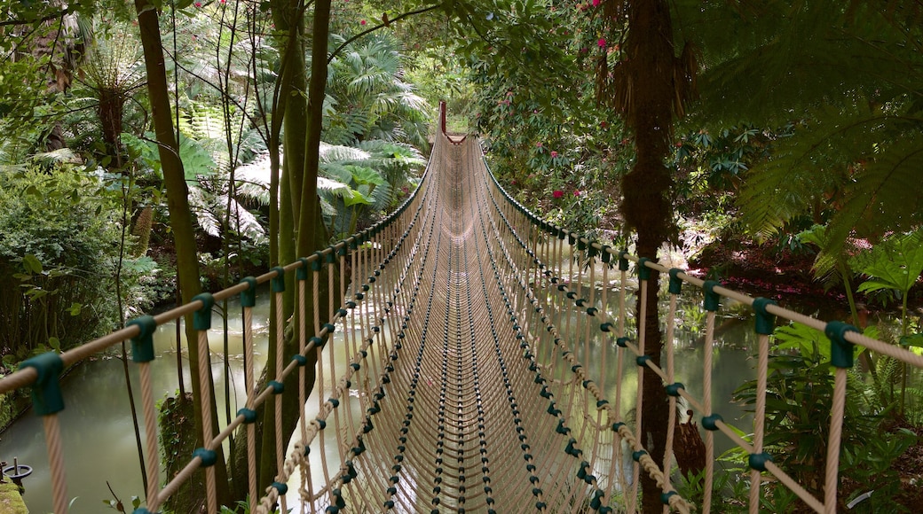 Abbotsbury Sub-Tropical Gardens showing rainforest, a suspension bridge or treetop walkway and forests