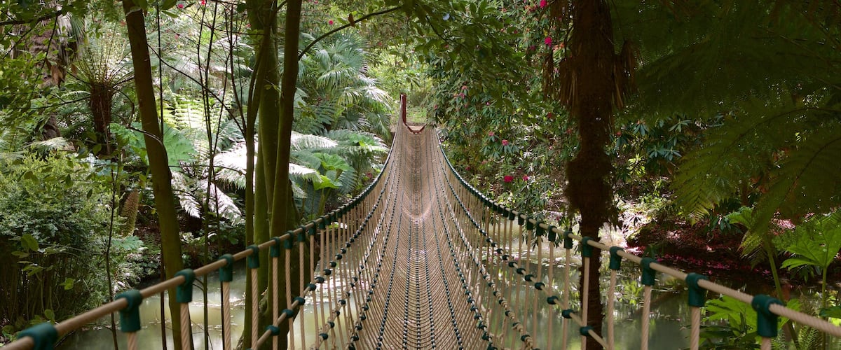 Abbotsbury Sub-Tropical Gardens แสดง ป่าฝน, สะพานแขวนหรือทางเดินบนยอดไม้ และ ทิวทัศน์ป่า