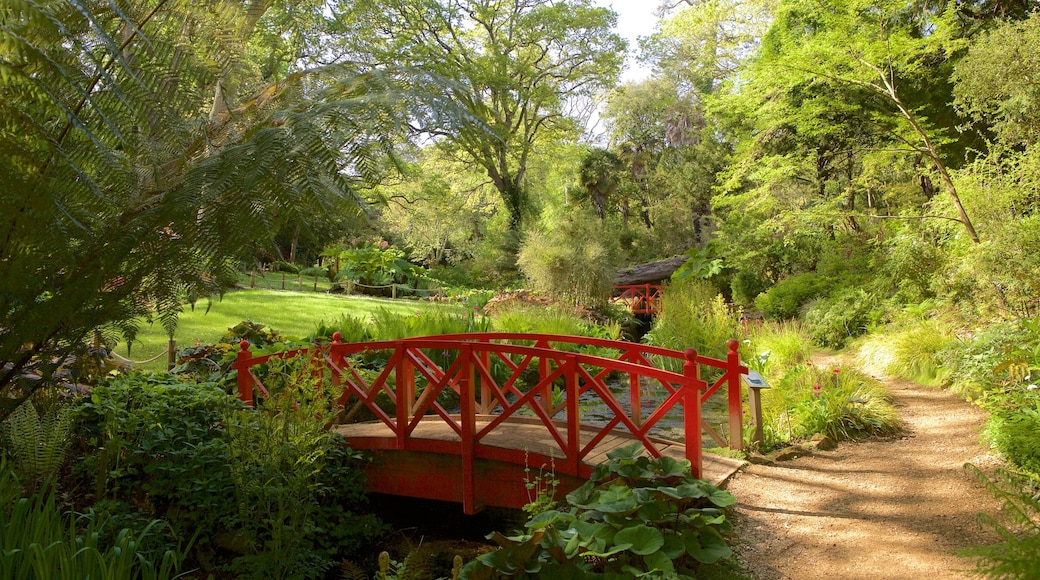 Jardins subtropicaux d\'Abbotsbury montrant pont, rivière ou ruisseau et forêts