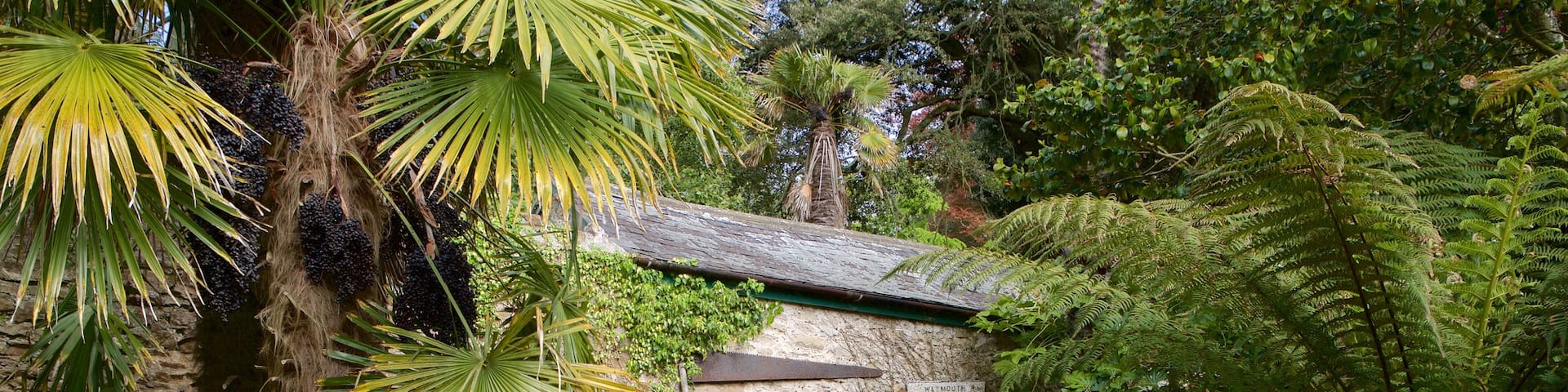 Abbotsbury Sub-Tropical Gardens which includes forests