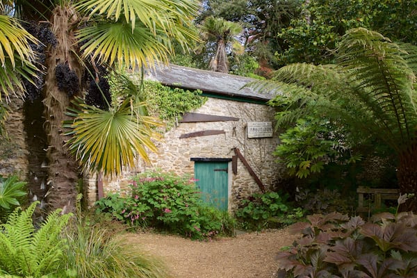 Abbotsbury Subtropical Gardens das einen Waldmotive
