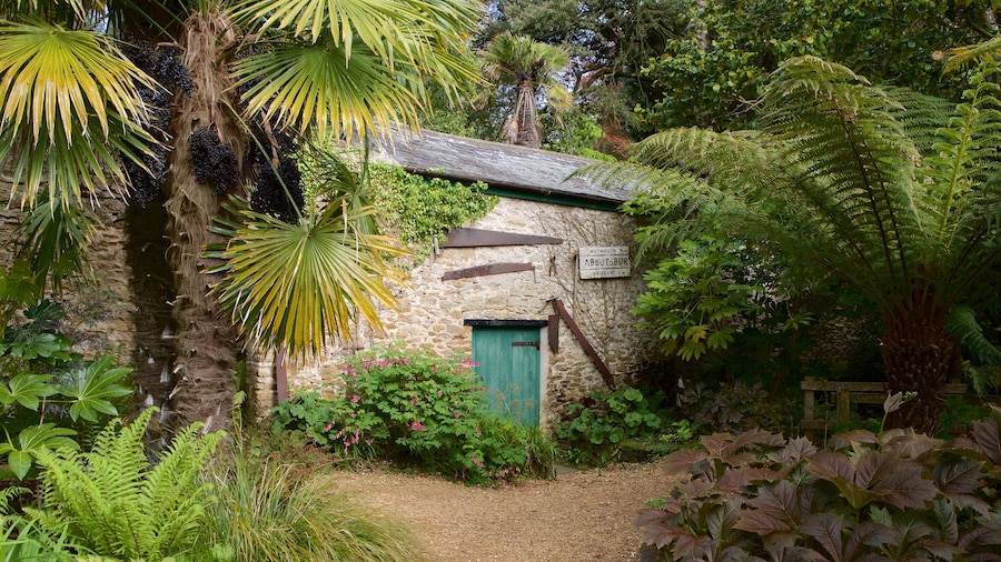 Giardini subtropicali di Abbotsbury caratteristiche di foresta