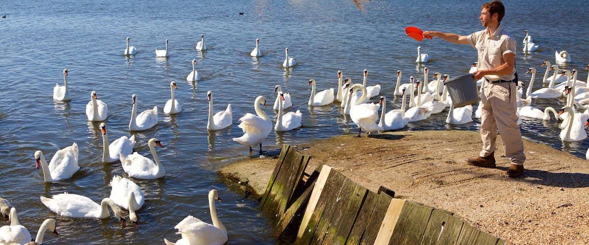 Weymouth featuring bird life and a lake or waterhole as well as an individual male