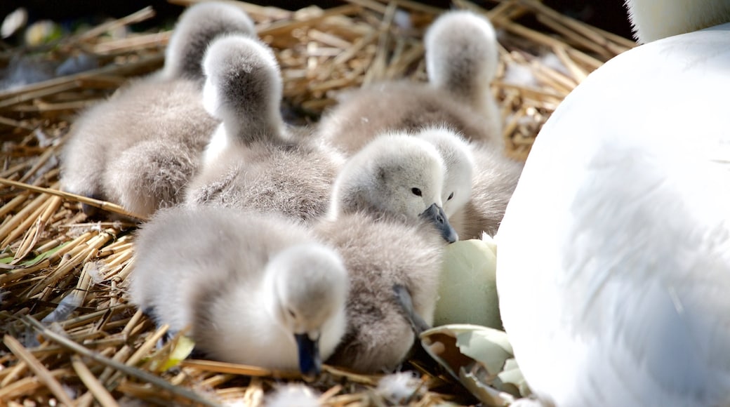 Abbotsbury Swannery