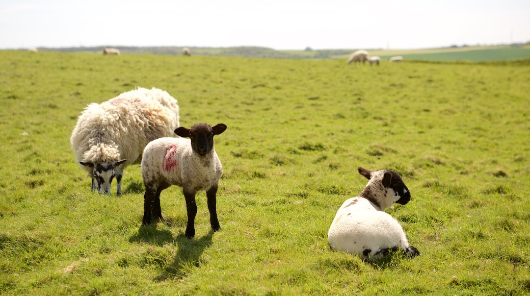 Maiden Castle showing tranquil scenes and cuddly or friendly animals