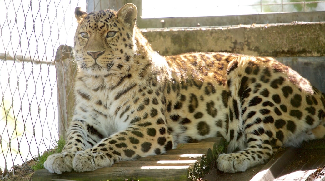 Marwell Wildlife showing zoo animals and dangerous animals
