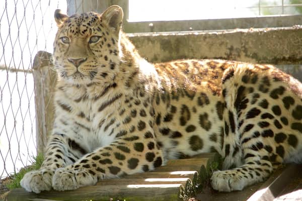 Marwell Wildlife welches beinhaltet Zootiere und gefährliche Tiere