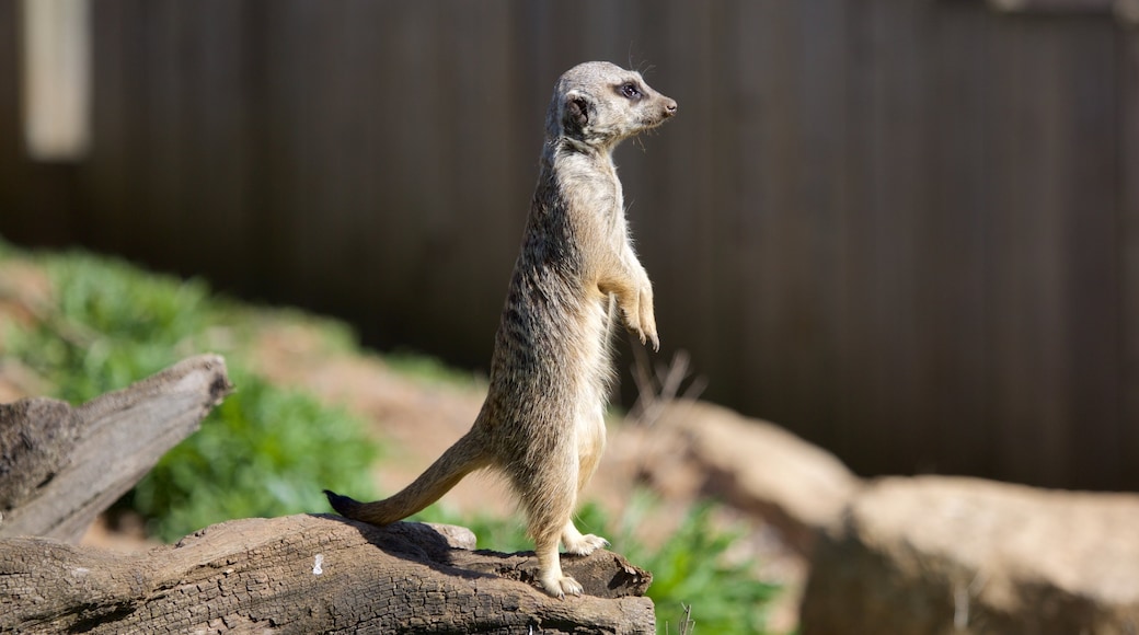 Marwell Wildlife che include animali da zoo e animali domestici