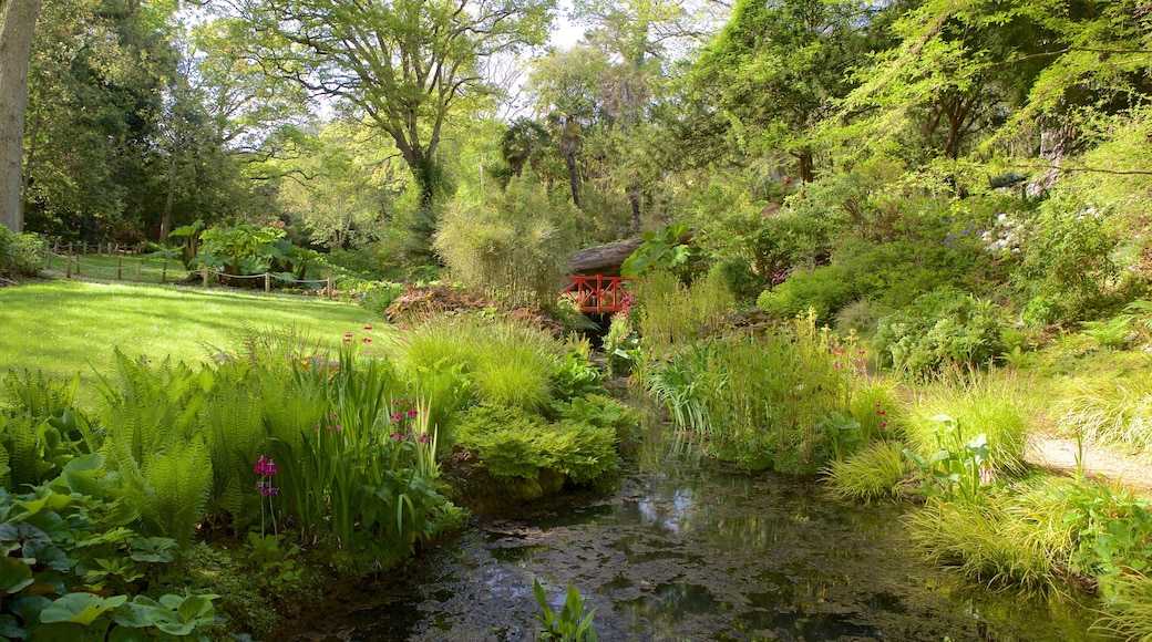 Abbotsbury Sub-Tropical Gardens which includes a garden and a pond