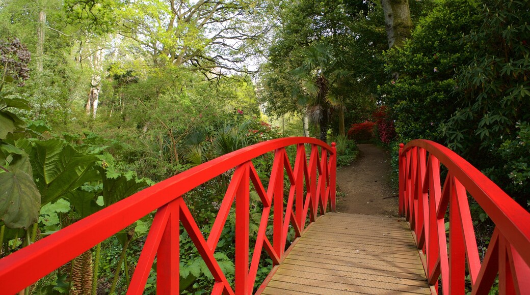 Jardins subtropicaux d\'Abbotsbury mettant en vedette pont et scènes forestières