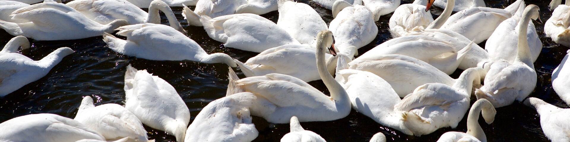 Weymouth which includes bird life
