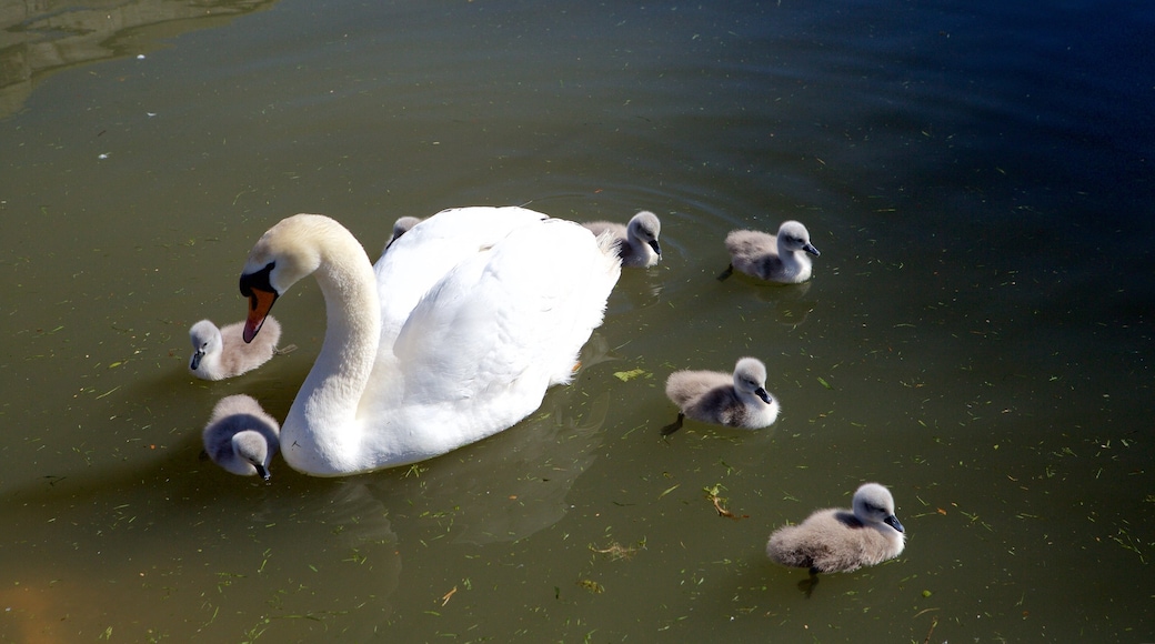 Weymouth mostrando aves