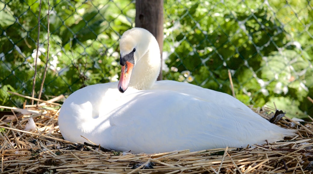 Abbotsbury Swannery