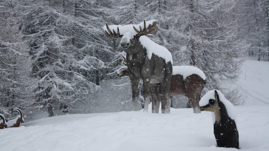 Resort sciistico di Bardonecchia mostrando neve e statua o scultura