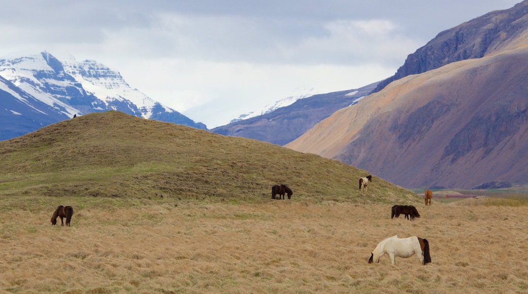 East Iceland featuring land animals, tranquil scenes and mountains