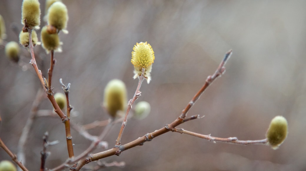 Dimmuborgir inclusief wilde bloemen