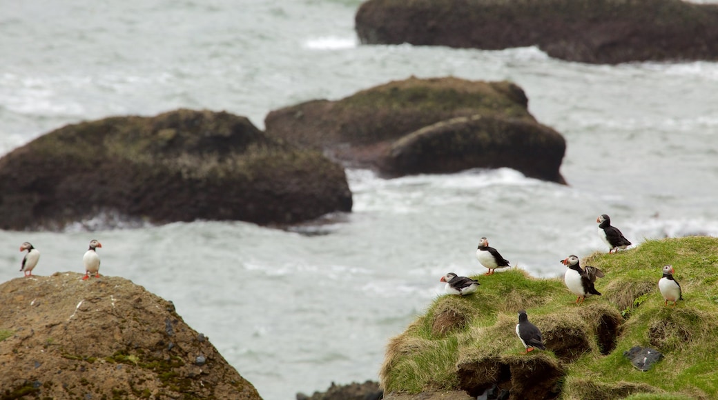 Reynisdrangar showing general coastal views and bird life