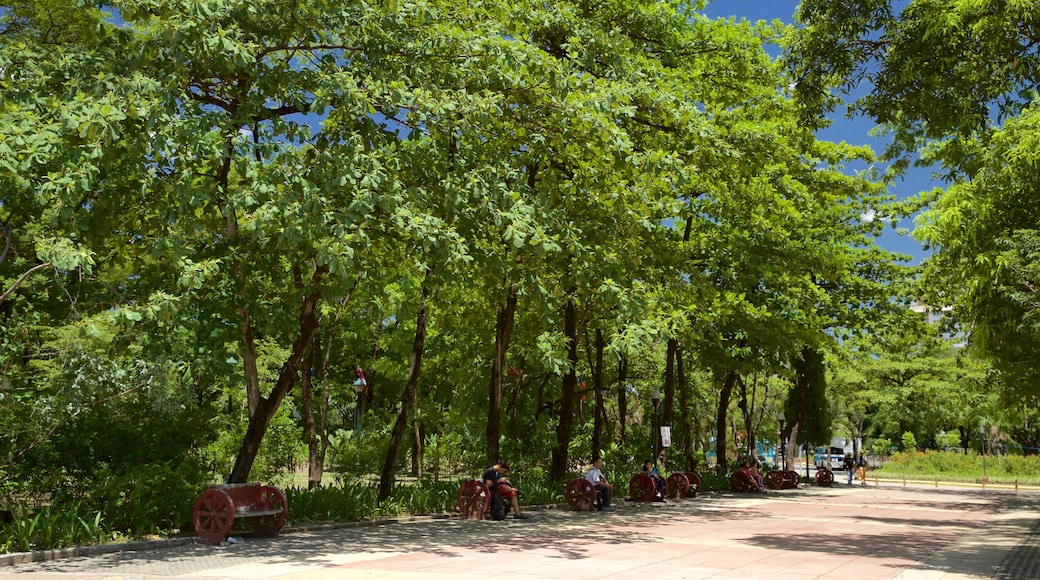 Quezon City showing forest scenes