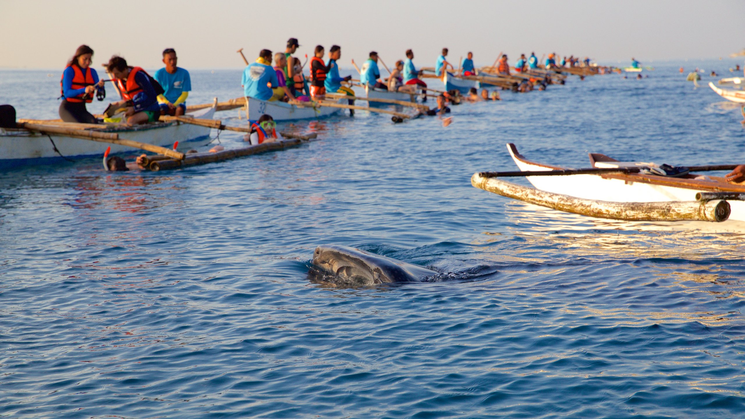 Oslob showing general coastal views, marine life and kayaking or canoeing