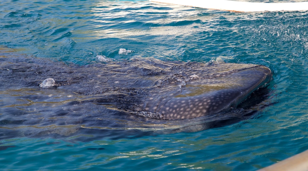 Oslob showing general coastal views and marine life