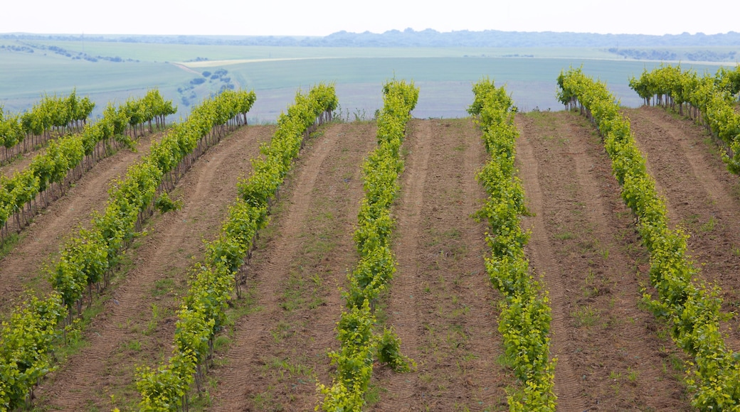 Adamclisi showing farmland