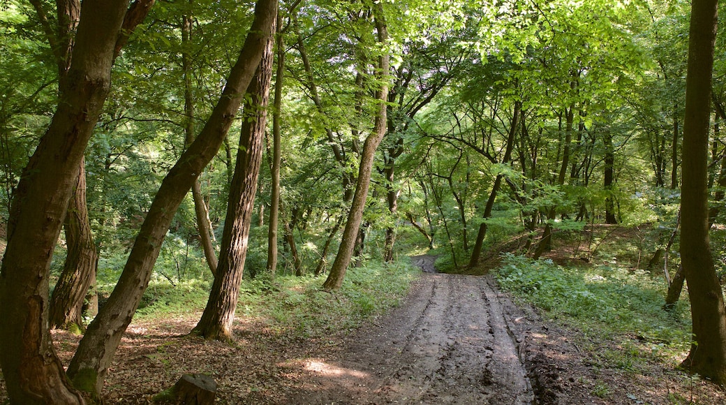 Cluj-Napoca which includes forest scenes